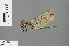  ( - RMNH.INS.505612)  @13 [ ] CreativeCommons - Attribution Non-Commercial Share-Alike (2013) Unspecified Naturalis Biodiversity Center