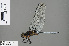  ( - RMNH.INS.505616)  @14 [ ] CreativeCommons - Attribution Non-Commercial Share-Alike (2013) Unspecified Naturalis Biodiversity Center