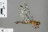  ( - RMNH.INS.505617)  @14 [ ] CreativeCommons - Attribution Non-Commercial Share-Alike (2013) Unspecified Naturalis Biodiversity Center