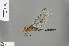  (Orthetrum robustum - RMNH.INS.505618)  @14 [ ] CreativeCommons - Attribution Non-Commercial Share-Alike (2013) Unspecified Naturalis Biodiversity Center