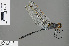  (Orthetrum trinacria - RMNH.INS.505619)  @15 [ ] CreativeCommons - Attribution Non-Commercial Share-Alike (2013) Unspecified Naturalis Biodiversity Center