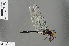  ( - RMNH.INS.505621)  @13 [ ] CreativeCommons - Attribution Non-Commercial Share-Alike (2013) Unspecified Naturalis Biodiversity Center