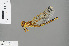  (Crenigomphus cornutus - RMNH.INS.505624)  @13 [ ] CreativeCommons - Attribution Non-Commercial Share-Alike (2013) Unspecified Naturalis Biodiversity Center