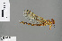  ( - RMNH.INS.505625)  @12 [ ] CreativeCommons - Attribution Non-Commercial Share-Alike (2013) Unspecified Naturalis Biodiversity Center