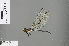  ( - RMNH.INS.505632)  @13 [ ] CreativeCommons - Attribution Non-Commercial Share-Alike (2013) Unspecified Naturalis Biodiversity Center