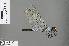  ( - RMNH.INS.505634)  @13 [ ] CreativeCommons - Attribution Non-Commercial Share-Alike (2013) Unspecified Naturalis Biodiversity Center