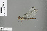  ( - RMNH.INS.505636)  @13 [ ] CreativeCommons - Attribution Non-Commercial Share-Alike (2013) Unspecified Naturalis Biodiversity Center