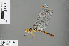  ( - RMNH.INS.505648)  @13 [ ] CreativeCommons - Attribution Non-Commercial Share-Alike (2013) Unspecified Naturalis Biodiversity Center