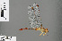  ( - RMNH.INS.505651)  @12 [ ] CreativeCommons - Attribution Non-Commercial Share-Alike (2013) Unspecified Naturalis Biodiversity Center