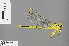  ( - RMNH.INS.505653)  @14 [ ] CreativeCommons - Attribution Non-Commercial Share-Alike (2013) Unspecified Naturalis Biodiversity Center