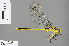  ( - RMNH.INS.505656)  @14 [ ] CreativeCommons - Attribution Non-Commercial Share-Alike (2013) Unspecified Naturalis Biodiversity Center