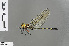  ( - RMNH.INS.505661)  @13 [ ] CreativeCommons - Attribution Non-Commercial Share-Alike (2013) Unspecified Naturalis Biodiversity Center
