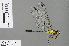  (Neodythemis fitzgeraldi - RMNH.INS.505666)  @14 [ ] CreativeCommons - Attribution Non-Commercial Share-Alike (2013) Unspecified Naturalis Biodiversity Center