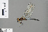  (Orthetrum machadoi - RMNH.INS.505691)  @13 [ ] CreativeCommons - Attribution Non-Commercial Share-Alike (2013) Unspecified Naturalis Biodiversity Center