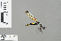  ( - RMNH.INS.505701)  @11 [ ] CreativeCommons - Attribution Non-Commercial Share-Alike (2013) Unspecified Naturalis Biodiversity Center