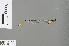  (Heteragrion sp_cf_inca - RMNH.INS.505724)  @12 [ ] CreativeCommons - Attribution Non-Commercial Share-Alike (2013) Unspecified Naturalis Biodiversity Center