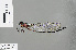  (Vestalis anne - RMNH.INS.505731)  @14 [ ] CreativeCommons - Attribution Non-Commercial Share-Alike (2013) Unspecified Naturalis Biodiversity Center