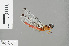  ( - RMNH.INS.505748)  @11 [ ] CreativeCommons - Attribution Non-Commercial Share-Alike (2013) Unspecified Naturalis Biodiversity Center