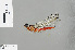  ( - RMNH.INS.505751)  @11 [ ] CreativeCommons - Attribution Non-Commercial Share-Alike (2013) Unspecified Naturalis Biodiversity Center