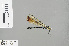  ( - RMNH.INS.505761)  @12 [ ] CreativeCommons - Attribution Non-Commercial Share-Alike (2013) Unspecified Naturalis Biodiversity Center