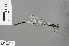 (Coeliccia cyanomelas - RMNH.INS.505779)  @12 [ ] CreativeCommons - Attribution Non-Commercial Share-Alike (2013) Unspecified Naturalis Biodiversity Center