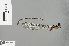  (Megalestes chengi - RMNH.INS.505782)  @13 [ ] CreativeCommons - Attribution Non-Commercial Share-Alike (2013) Unspecified Naturalis Biodiversity Center