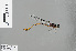 (Rhinagrion viridatum - RMNH.INS.505786)  @14 [ ] CreativeCommons - Attribution Non-Commercial Share-Alike (2013) Unspecified Naturalis Biodiversity Center