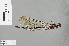  (Vestalis amoena_or_annae - RMNH.INS.505797)  @13 [ ] CreativeCommons - Attribution Non-Commercial Share-Alike (2013) Unspecified Naturalis Biodiversity Center