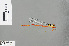  (Calicnemia eximia - RMNH.INS.505798)  @13 [ ] CreativeCommons - Attribution Non-Commercial Share-Alike (2013) Unspecified Naturalis Biodiversity Center