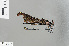  ( - RMNH.INS.505811)  @12 [ ] CreativeCommons - Attribution Non-Commercial Share-Alike (2013) Unspecified Naturalis Biodiversity Center