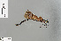  (Matrona japonica - RMNH.INS.505812)  @13 [ ] CreativeCommons - Attribution Non-Commercial Share-Alike (2013) Unspecified Naturalis Biodiversity Center