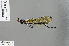  (Mnais andersoni - RMNH.INS.505814)  @14 [ ] CreativeCommons - Attribution Non-Commercial Share-Alike (2013) Unspecified Naturalis Biodiversity Center