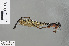  (Megalestes kurahashii - RMNH.INS.505815)  @13 [ ] CreativeCommons - Attribution Non-Commercial Share-Alike (2013) Unspecified Naturalis Biodiversity Center