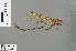  ( - RMNH.INS.505824)  @12 [ ] CreativeCommons - Attribution Non-Commercial Share-Alike (2013) Unspecified Naturalis Biodiversity Center