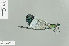  (Sapho bicolor - RMNH.INS.506135)  @14 [ ] CreativeCommons - Attribution Non-Commercial Share-Alike (2013) Unspecified Naturalis Biodiversity Center