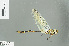  ( - RMNH.INS.506168)  @13 [ ] CreativeCommons - Attribution Non-Commercial Share-Alike (2013) Unspecified Naturalis Biodiversity Center