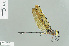  ( - RMNH.INS.506187)  @13 [ ] CreativeCommons - Attribution Non-Commercial Share-Alike (2013) Unspecified Naturalis Biodiversity Center