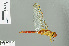  ( - RMNH.INS.506244)  @13 [ ] CreativeCommons - Attribution Non-Commercial Share-Alike (2013) Unspecified Naturalis Biodiversity Center