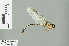  ( - RMNH.INS.506250)  @13 [ ] CreativeCommons - Attribution Non-Commercial Share-Alike (2013) Unspecified Naturalis Biodiversity Center