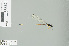  (Coeliccia sp_cf_borneensis - RMNH.INS.506257)  @13 [ ] CreativeCommons - Attribution Non-Commercial Share-Alike (2013) Unspecified Naturalis Biodiversity Center