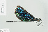  ( - RMNH.INS.506308)  @13 [ ] CreativeCommons - Attribution Non-Commercial Share-Alike (2013) Unspecified Naturalis Biodiversity Center