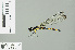  ( - RMNH.INS.506312)  @11 [ ] CreativeCommons - Attribution Non-Commercial Share-Alike (2013) Unspecified Naturalis Biodiversity Center