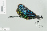  ( - RMNH.INS.506315)  @13 [ ] CreativeCommons - Attribution Non-Commercial Share-Alike (2013) Unspecified Naturalis Biodiversity Center