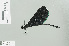  ( - RMNH.INS.506563)  @13 [ ] CreativeCommons - Attribution Non-Commercial Share-Alike (2013) Unspecified Naturalis Biodiversity Center