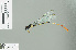  (Risiocnemis - RMNH.INS.506586)  @14 [ ] CreativeCommons - Attribution Non-Commercial Share-Alike (2013) Unspecified Naturalis Biodiversity Center