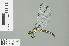  ( - RMNH.INS.506597)  @13 [ ] CreativeCommons - Attribution Non-Commercial Share-Alike (2013) Unspecified Naturalis Biodiversity Center