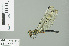  ( - RMNH.INS.506602)  @14 [ ] CreativeCommons - Attribution Non-Commercial Share-Alike (2013) Unspecified Naturalis Biodiversity Center