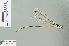  ( - RMNH.INS.506607)  @11 [ ] CreativeCommons - Attribution Non-Commercial Share-Alike (2013) Unspecified Naturalis Biodiversity Center