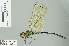  ( - RMNH.INS.506651)  @14 [ ] CreativeCommons - Attribution Non-Commercial Share-Alike (2013) Unspecified Naturalis Biodiversity Center