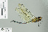  ( - RMNH.INS.506652)  @13 [ ] CreativeCommons - Attribution Non-Commercial Share-Alike (2013) Unspecified Naturalis Biodiversity Center